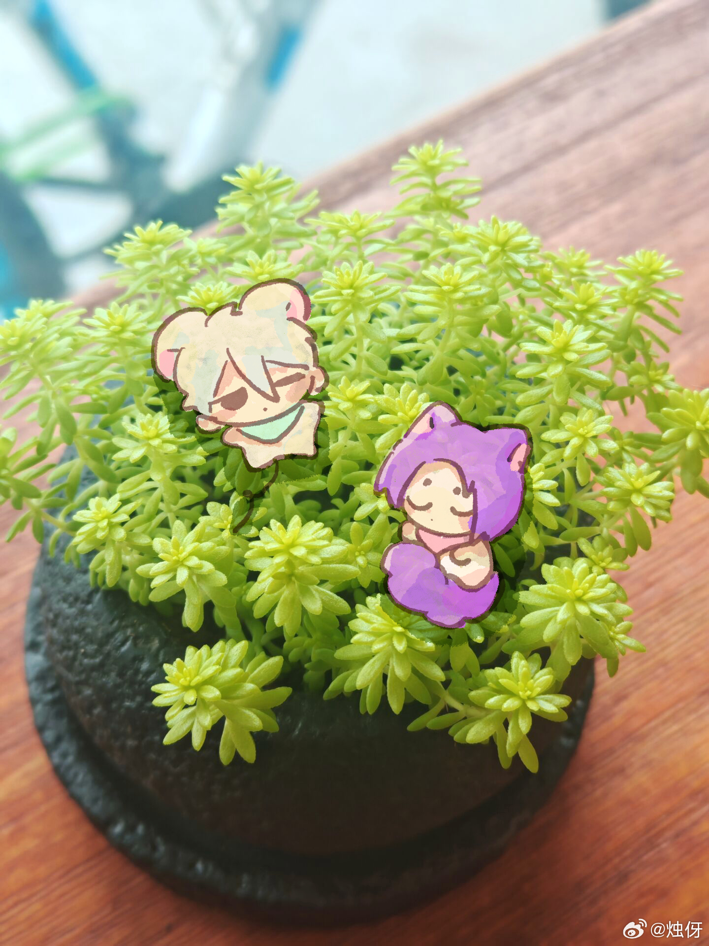 这植物有力气 