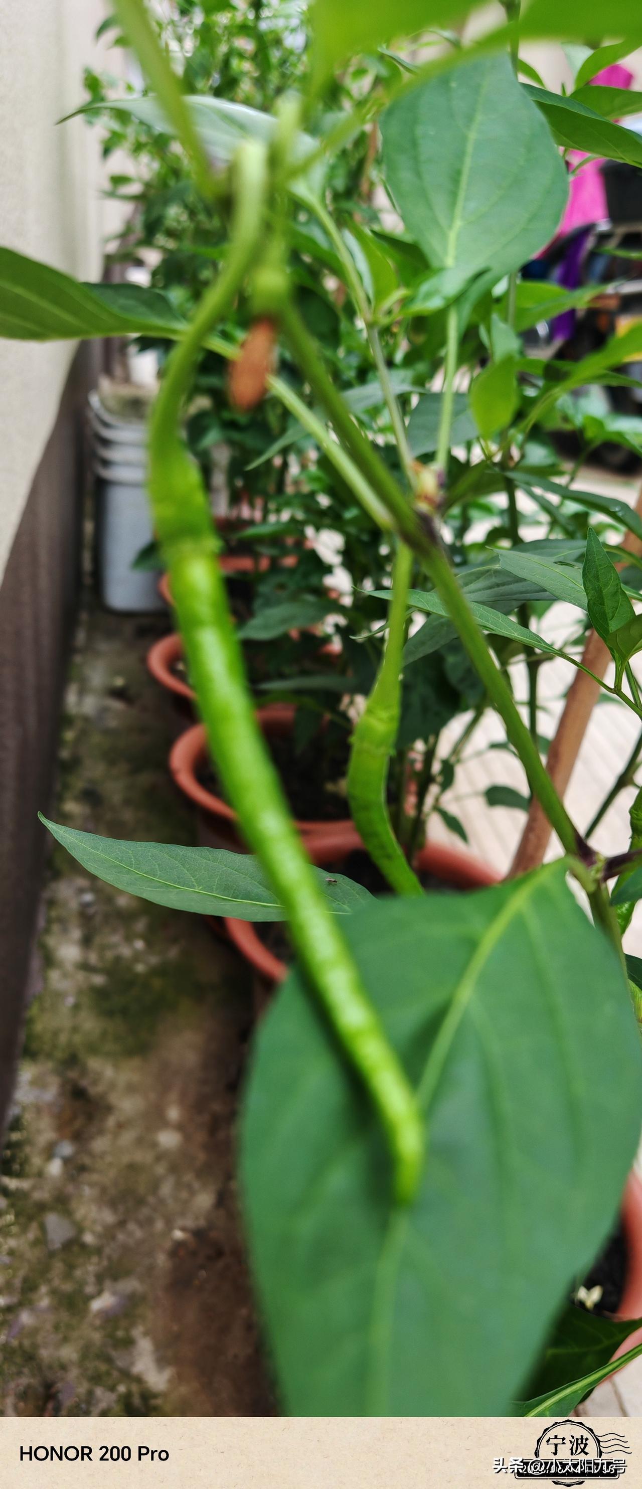 今天，尖椒大片长出来了，过几天即可上餐桌，自己种果蔬，付出必有收获