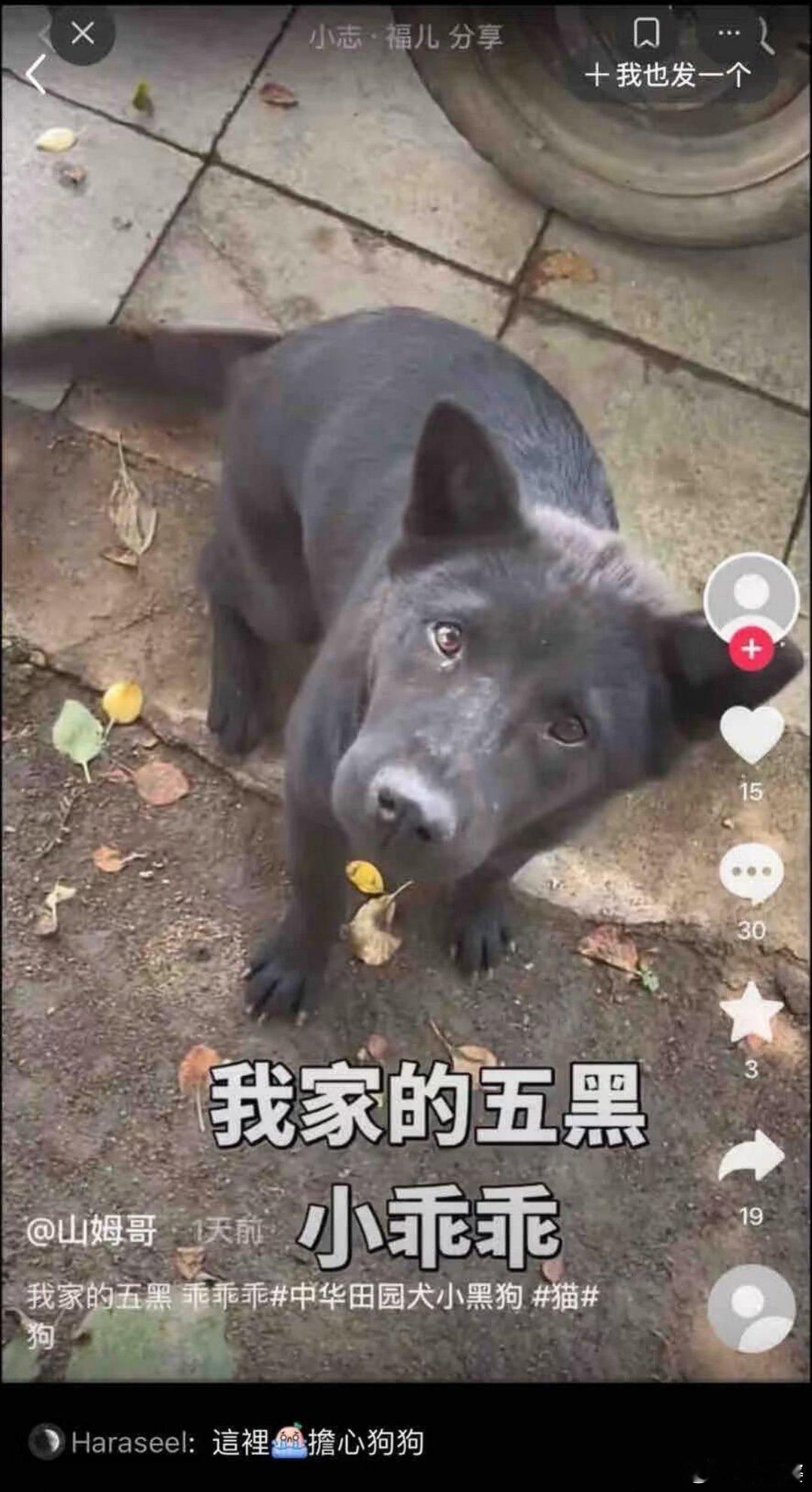 -这是谁送养的小狗，大数据赶紧推给送养人！！ 