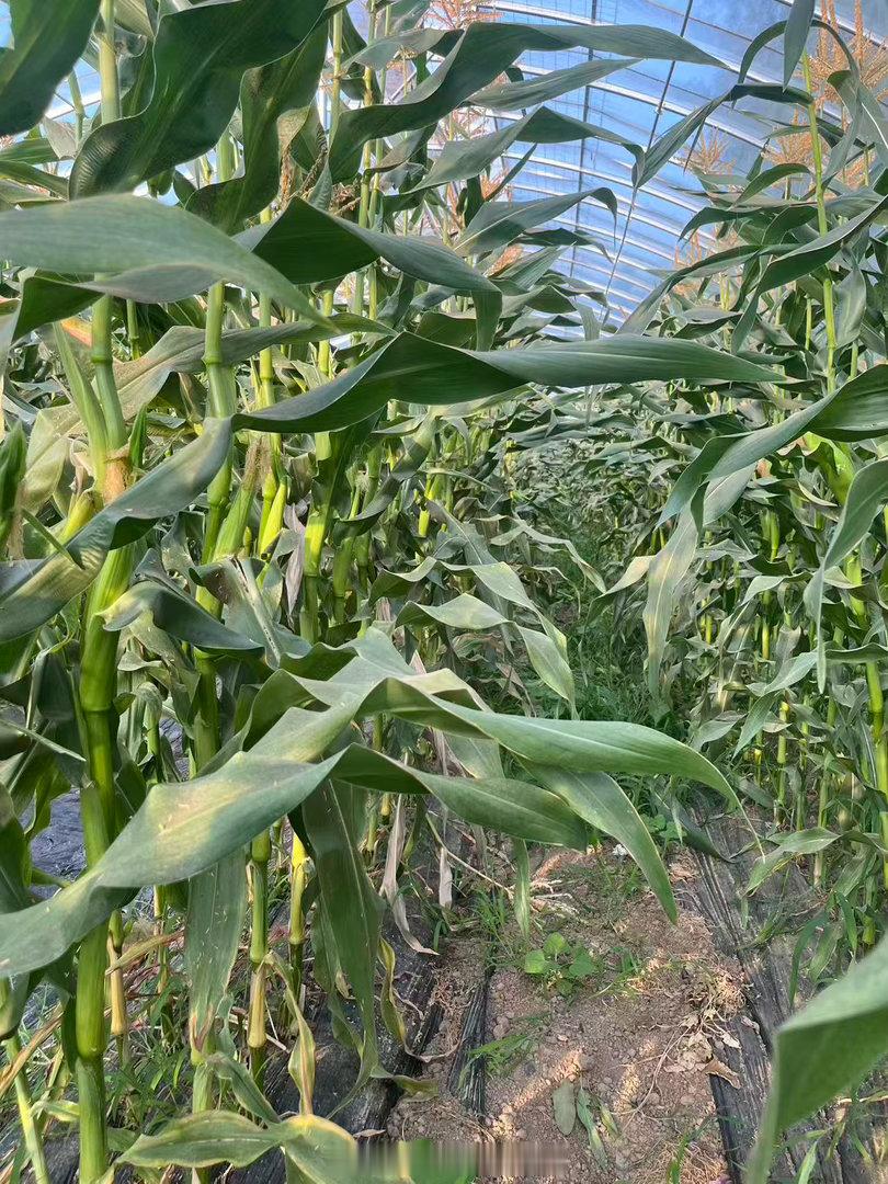 生活手记茶人莉语 🌽小菜园的玉米悄悄披上金黄外衣，清甜香气漫过篱笆～亲手掰下的