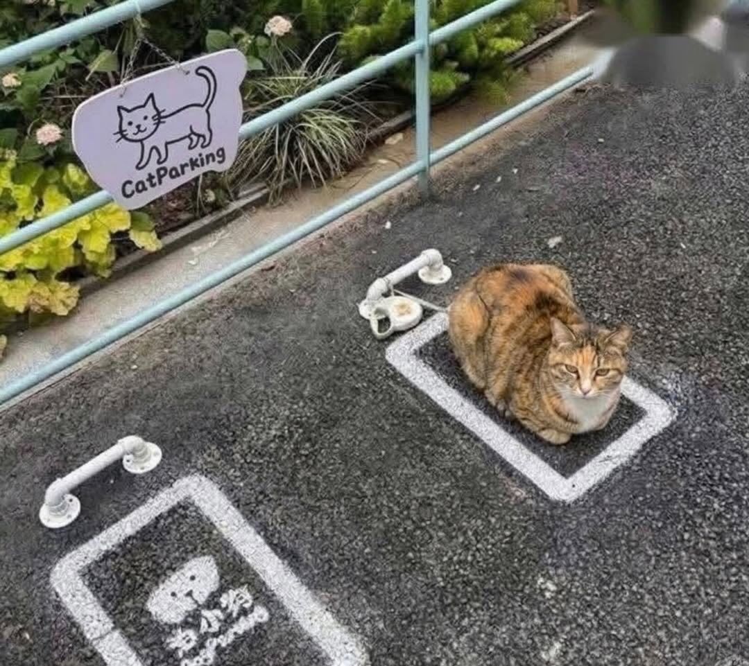 停猫场🐱🚗 