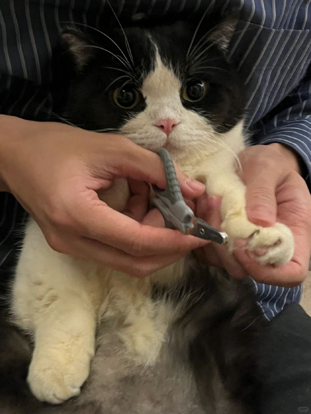 养了一只情绪稳定的小猫