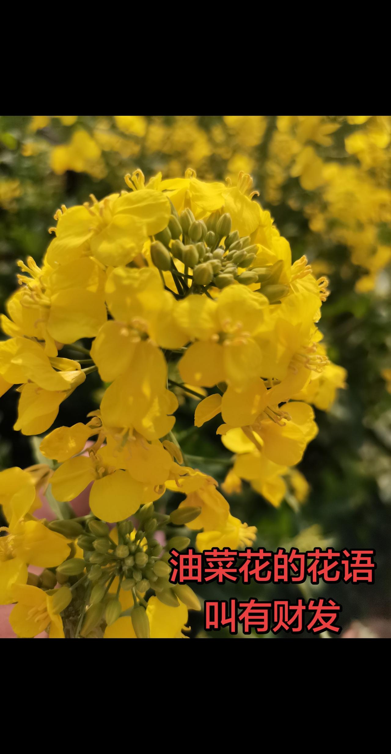有人说，油菜花的花语，叫有财发，希望在这个春天，你能够像，这些油菜花一样，积极向