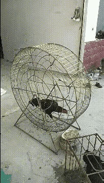 这个走地鸡看似很努力的在走，可是无论他怎么努力，都还是在原地。其实，很多人，不正
