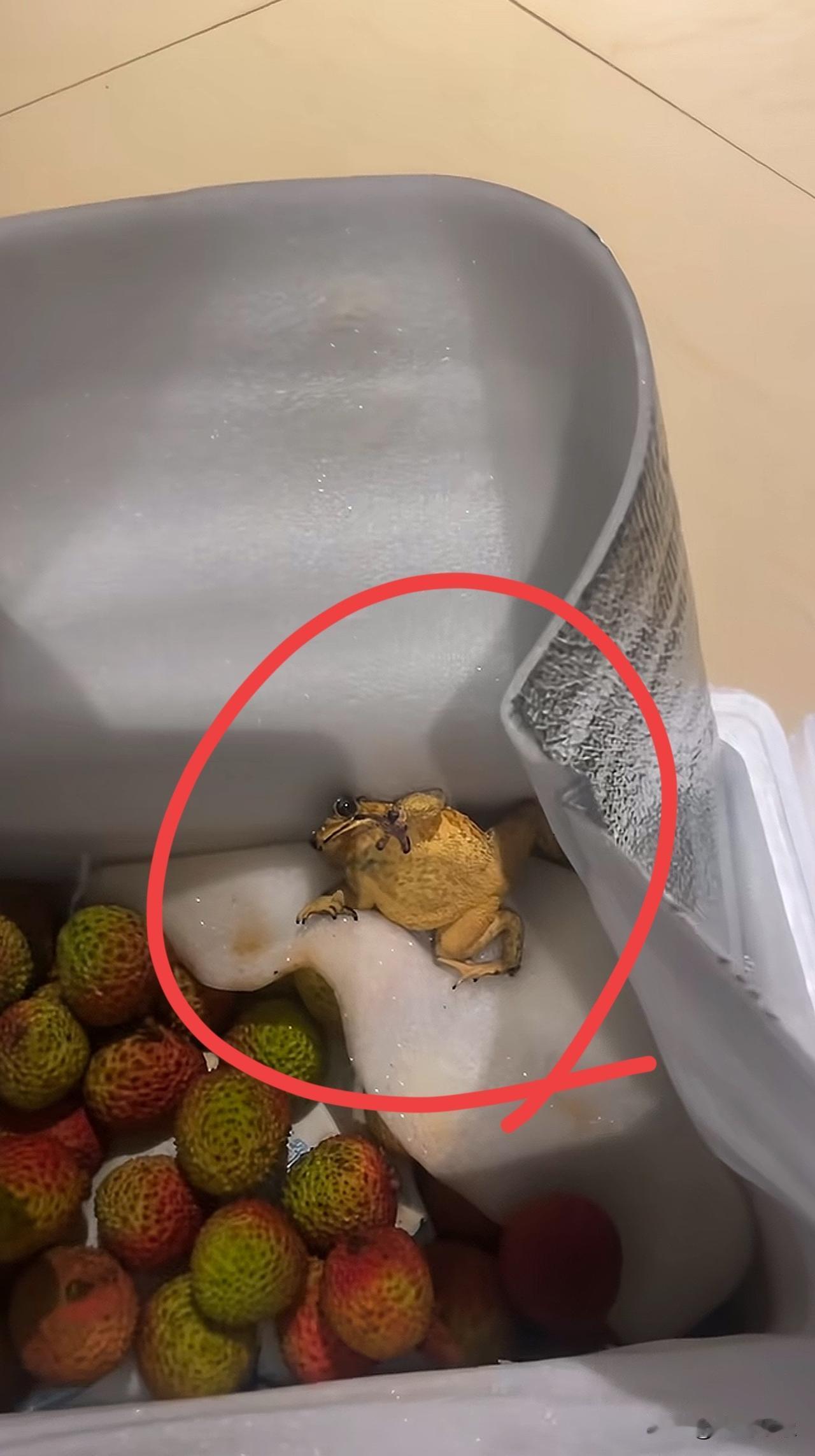 昨天我在网上买了一箱荔枝，打开差点被吓死，它竟然还是活的 [恐惧] [捂脸]
.