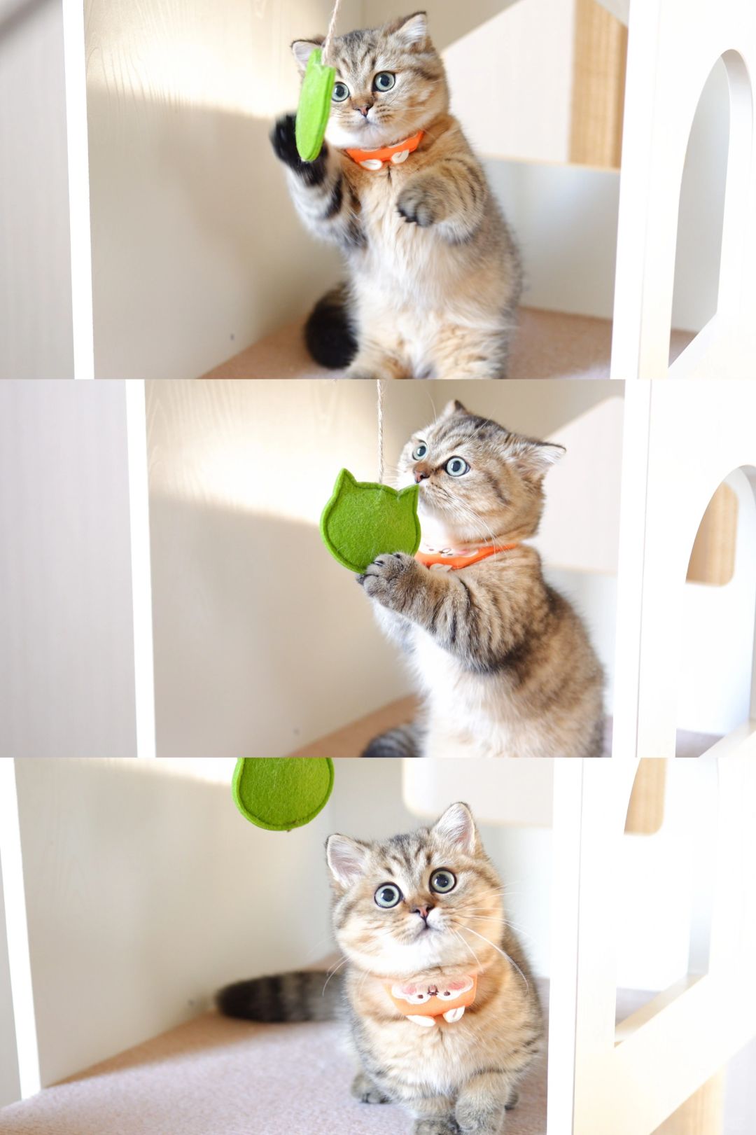 小脑斧等妈妈爱 金虎斑矮脚猫