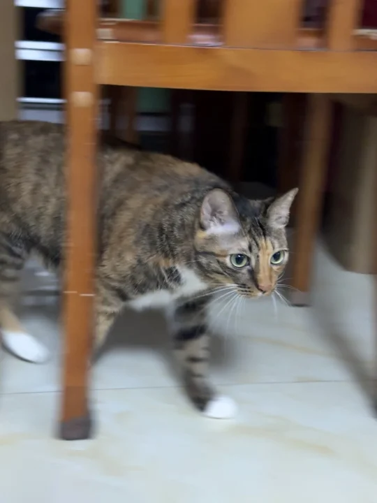 狸花猫走路自带气场