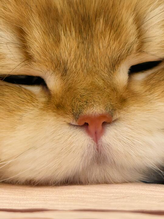 人，亲咪一口也米瓜西哒