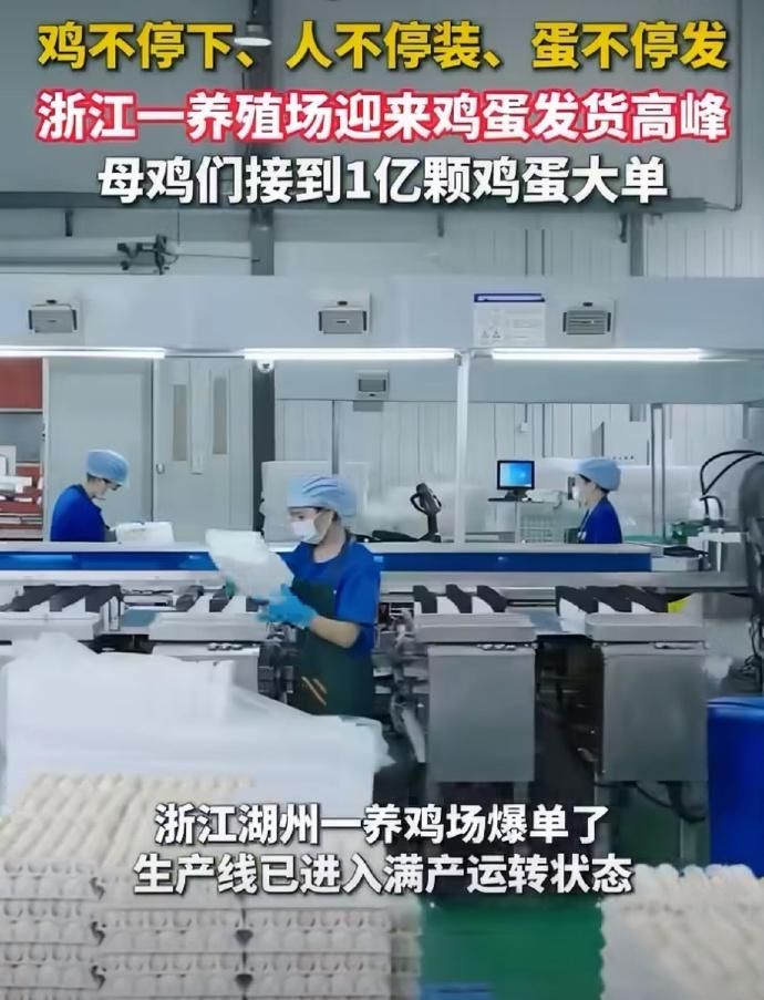 接到一亿枚鸡蛋订单！
浙江一养殖场接到一亿枚的鸡蛋订单，
母鸡们不停地下蛋，
工