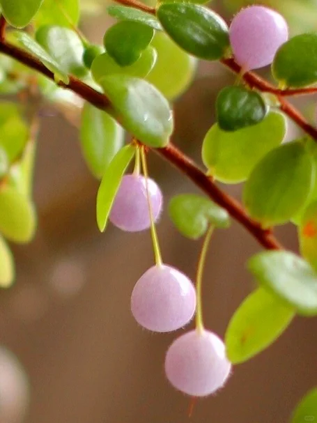 稀有浆果～安第斯提灯莓sphyrospermum