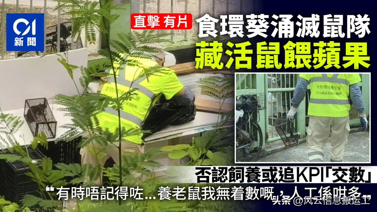 香港食环署抓到老鼠先养着

香港鼠患严重，港府每年投放大量资源推行地区清洁及防治