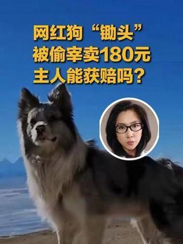 百万网红犬锄头被盗宰杀案按物品估价百万网红边牧“锄头”惨遭盗宰，警方一纸估价23