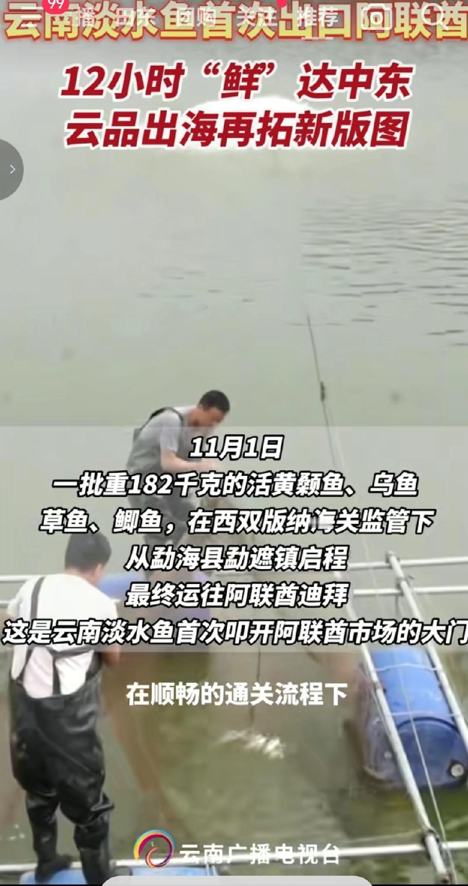 11月1号云南的淡水鱼首次出口阿联酋，这批重达182千克的活黄颡鱼、乌鱼、草鱼、