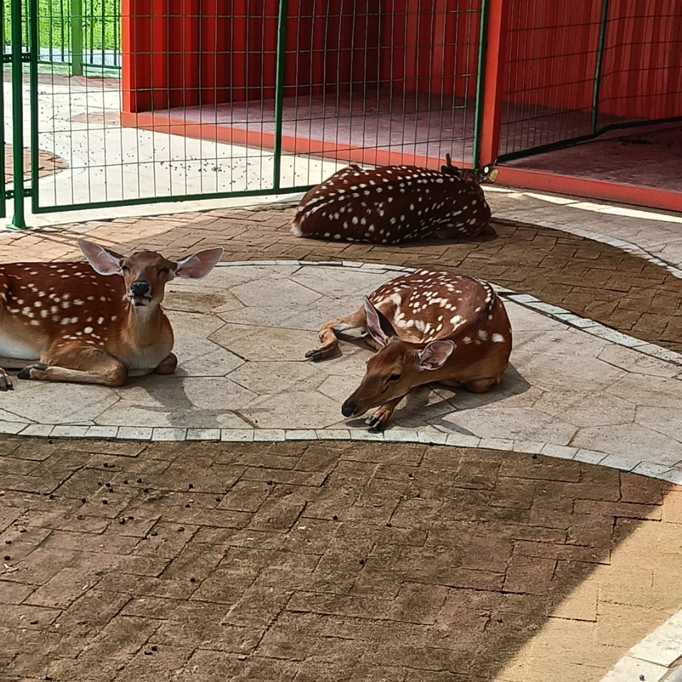 🦌🦌🦌 ​​​