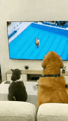 真是一只可爱的小猫咪