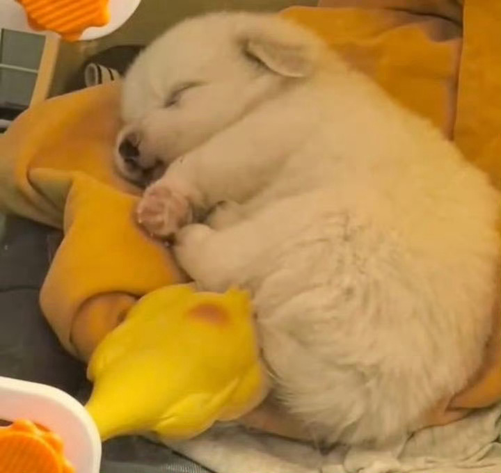 poohpavel🐶poohpavel 狗儿狗儿🥺妈咪最爱的最可爱的小狗🐶