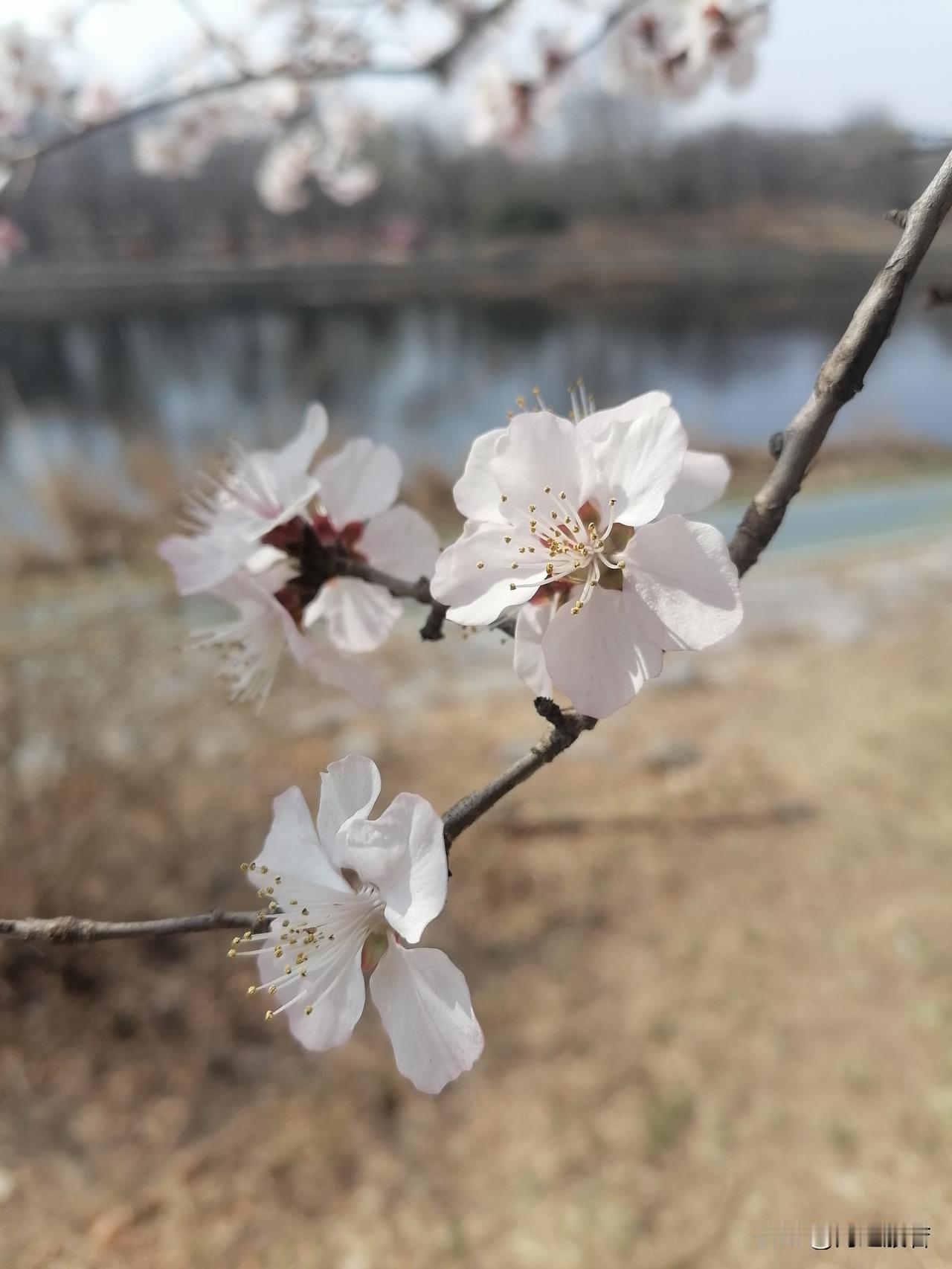 3月17日夜间至18日上午，北京大部分地区有3、4级偏北风，阵风6、7级，山区局