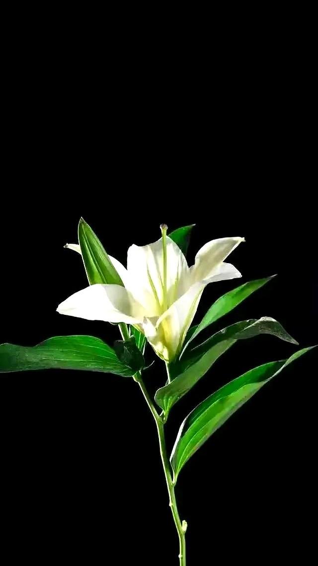 时间过得真快，婆婆去世已经一百天了，今天是她的百天祭日，我因腰疼没有去，先生一大
