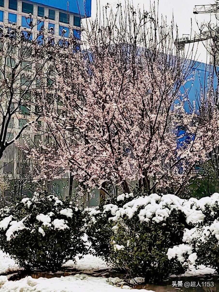 昨晚的雪下的很大，
雪一直下到了凌晨。

下雪后石家庄街头，
别有一番风光。
