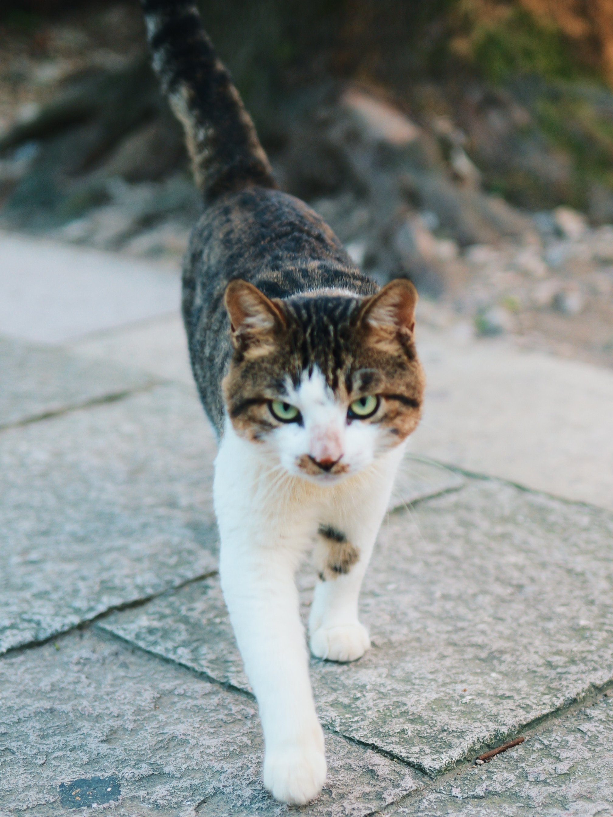 早好嚎～🐈 ​​​