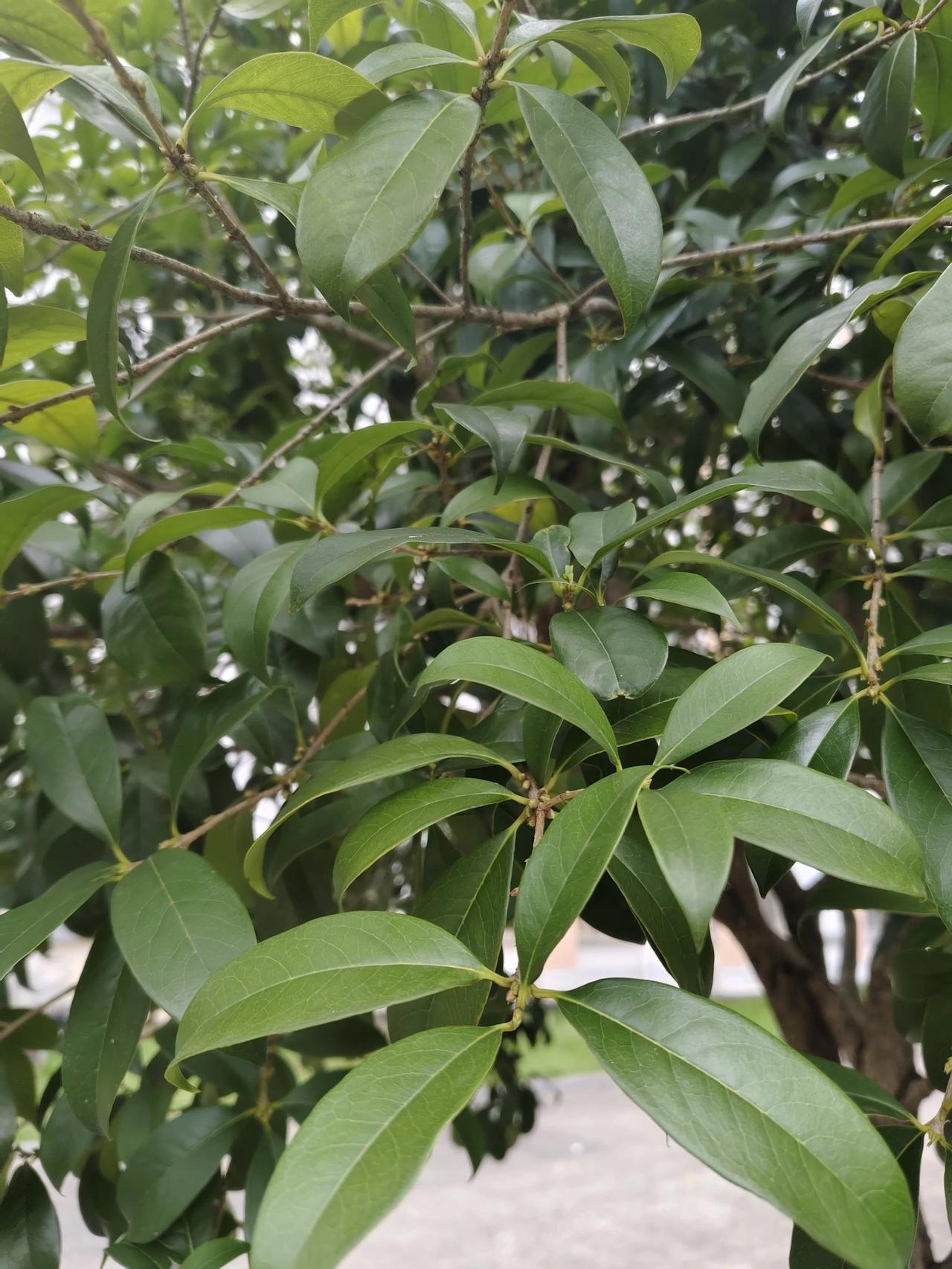 “金秋时节，丹桂飘香”，这是往年开学致词时最爱引用的句子，却在今年“名不副实”了