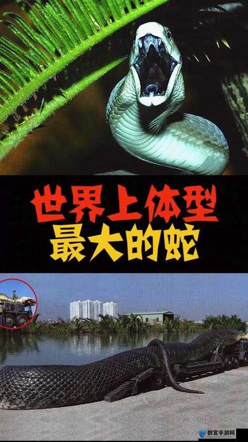聊聊世界上体形最大的蛇
       世界上体形最大的蛇当属亚马逊森蚺，主要生活