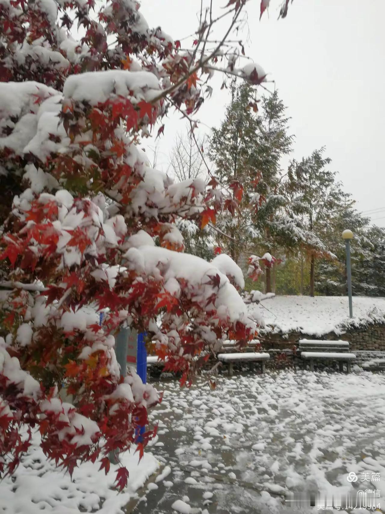 分享相册的雪景我爱塞北的雪