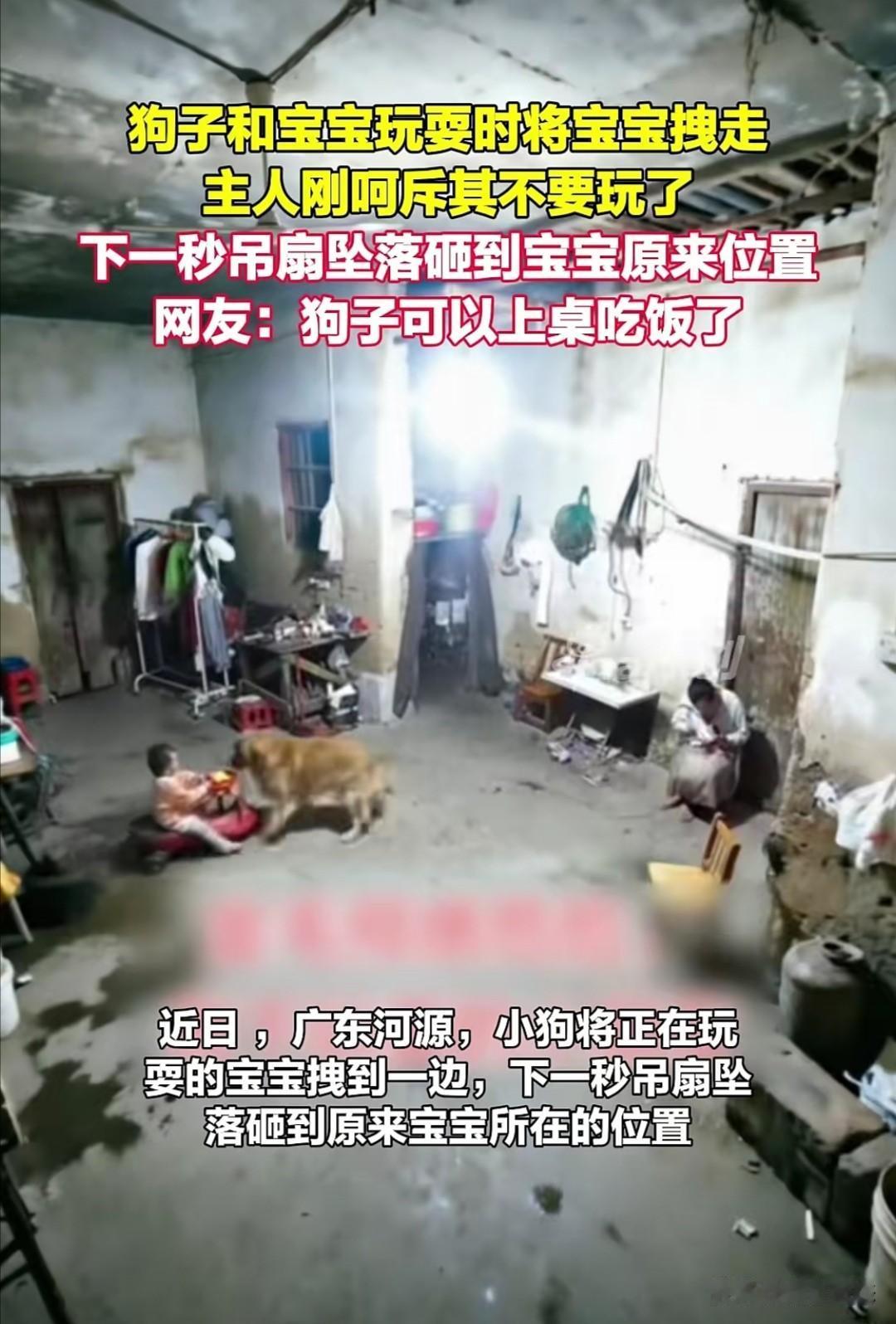 近日，广东河源发生了一件既惊险又令人感到惊讶的事。在一户人家中，狗子正和坐在婴儿