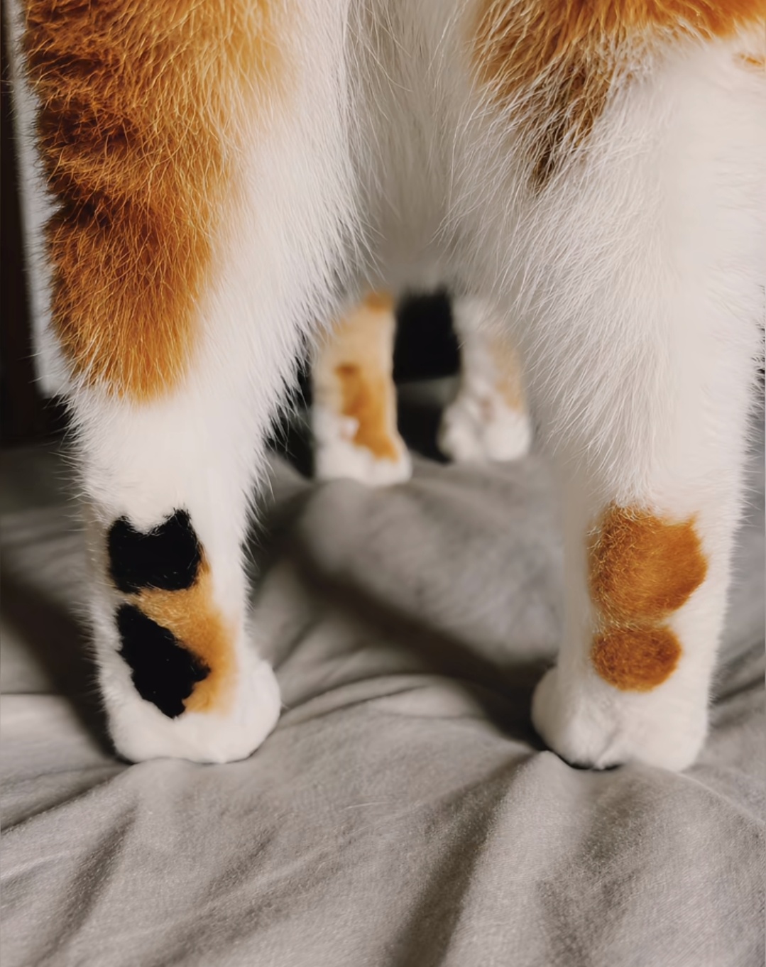 好萌的小猫脚脚 