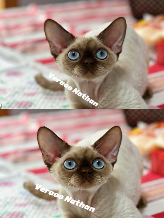 每天都在努力发展的血线｜德文卷毛猫