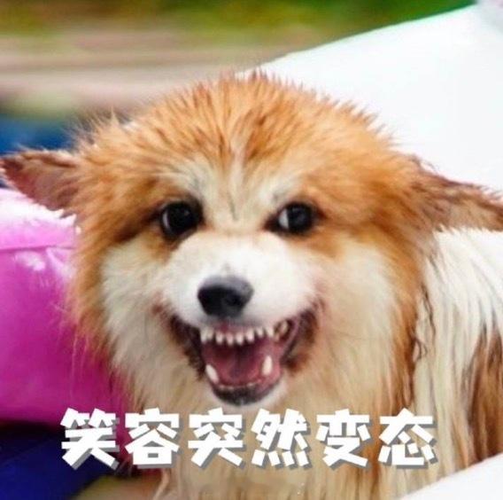 明儿个下午🥔🎶直播洗九只柯基抓了我家神兽来洗