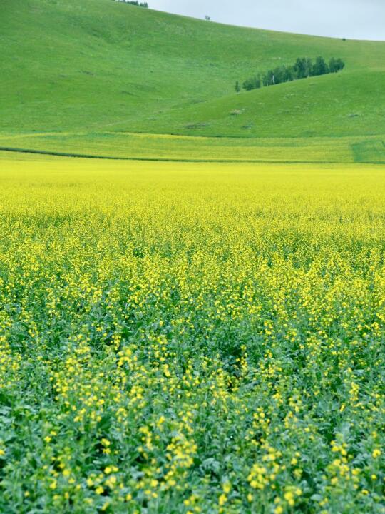 写给暑期来呼伦贝尔的你| 20条旅行建议✨