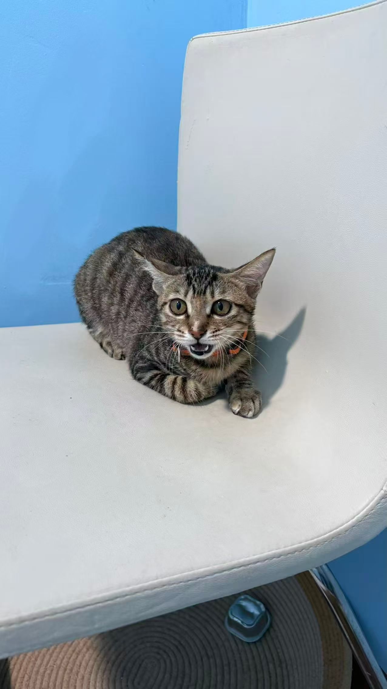 麻酱: 我也是经历了如此多的磨难的小猫咪呢。深圳领养猫咪