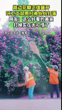住手！花开得正艳！这么好的花景，几个环卫工却挥起了罪恶的扫帚，在她们一下下罪恶的
