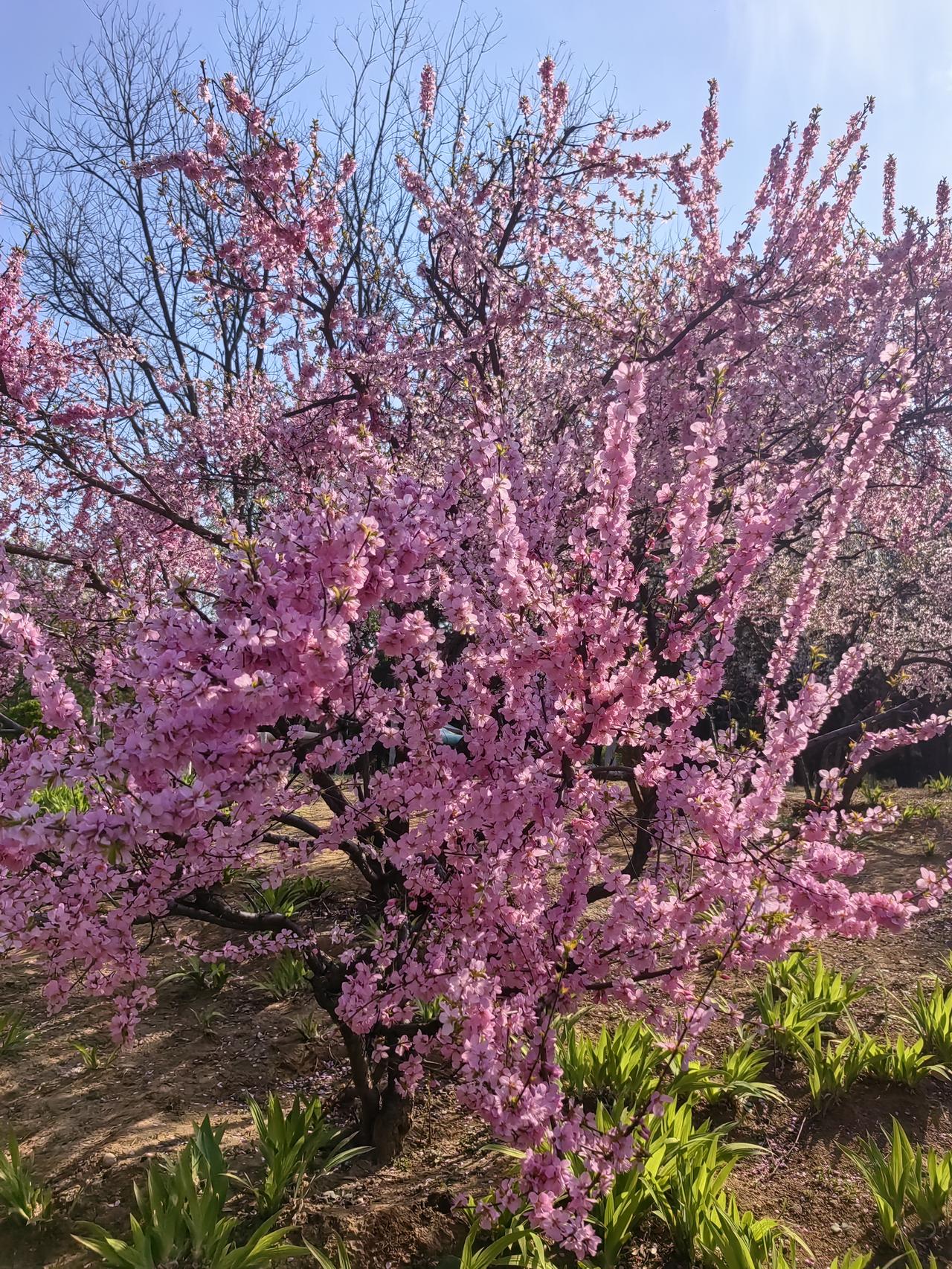 你印象最深的爱国主义电影是哪部觉得林则徐应该上榜，赵丹演的很有气质，还原了当时的