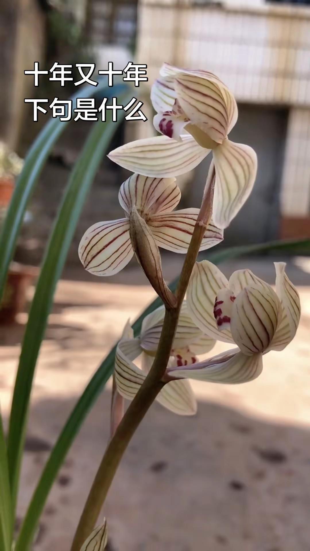 我心有所属，贫富命相依，潜游生蛟龙。兰花 兰花种植