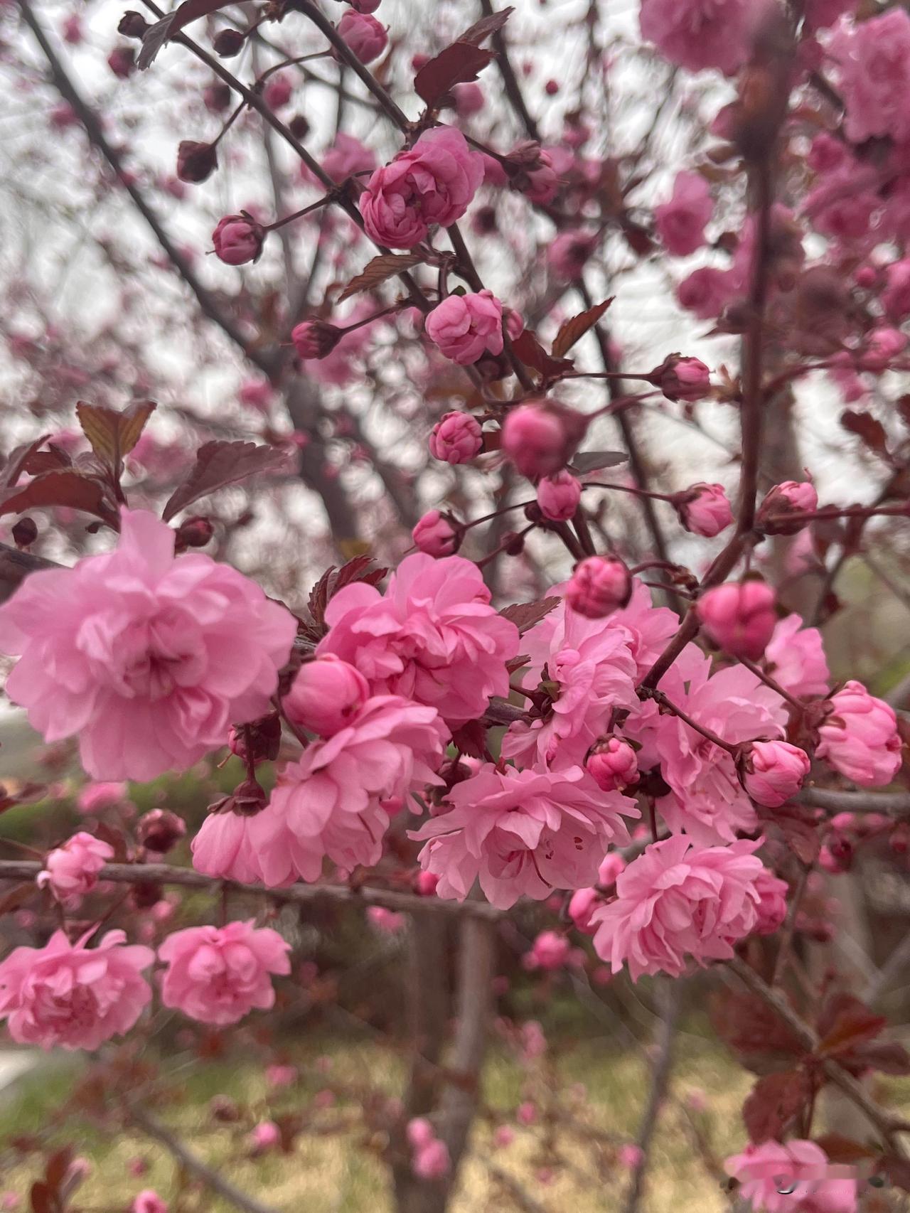 听六月物语
唯美一段时光
一缕风
轻抚花瓣
阵阵幽香沁人心脾

在花草树木之间