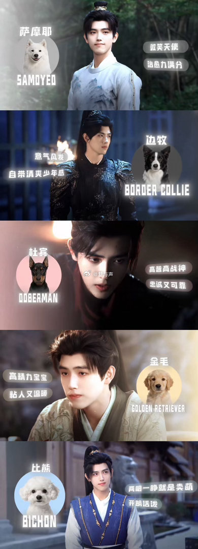 陈飞宇演年下小狗又争又抢又茶陈飞宇新剧又争又抢又茶白日提灯 能撒娇能守护，会争宠