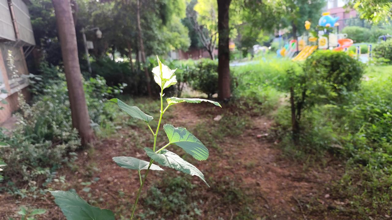 秋日生活打卡季随手拍绿植的风景随手拍的绿植