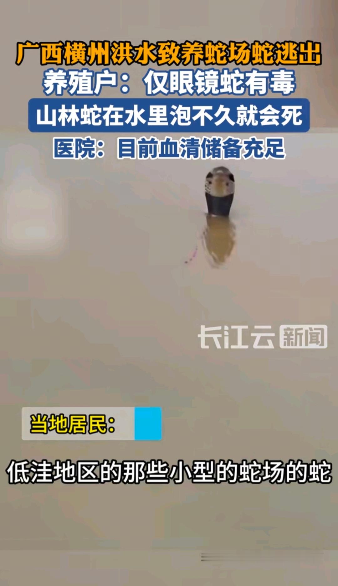 这次广西横州水灾真是“雪上加霜”。洪水淹没当地养蛇场，出逃的蛇类约800条至90