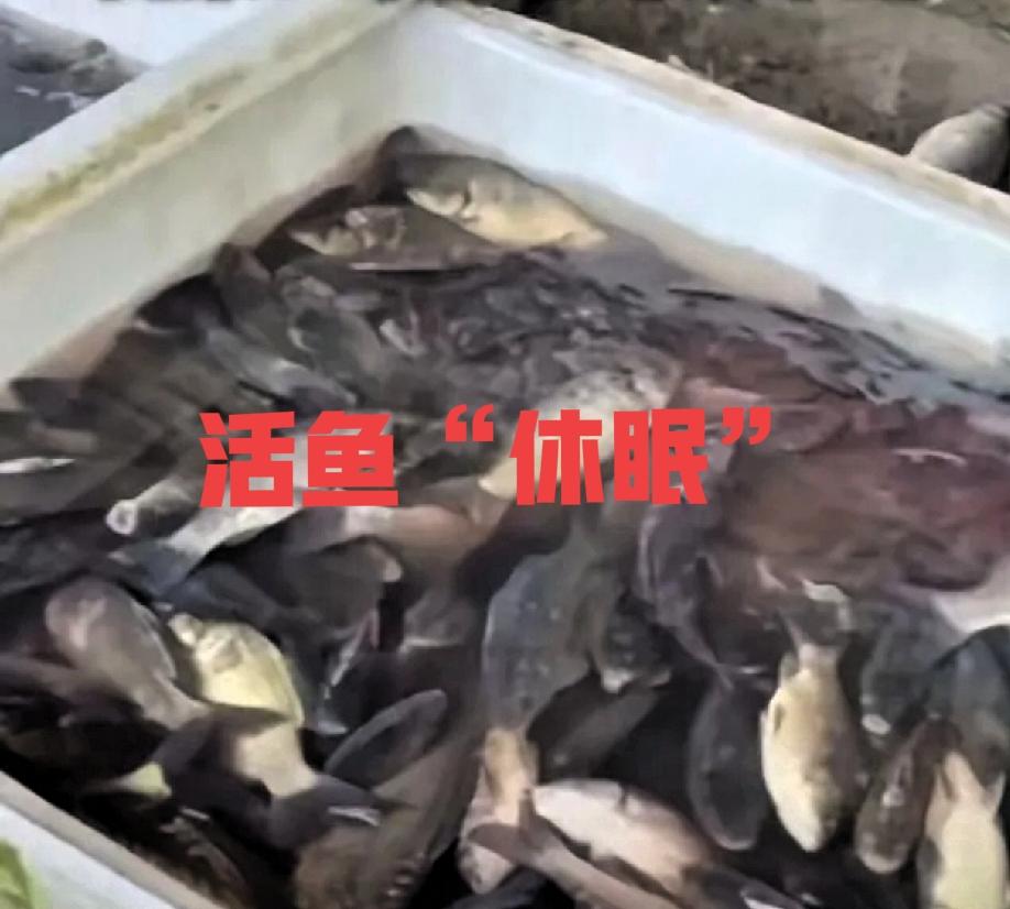 太揪心！央视曝光活鱼运输黑幕，看完不敢买了！
 
常买活鱼的朋友注意了！央视最新