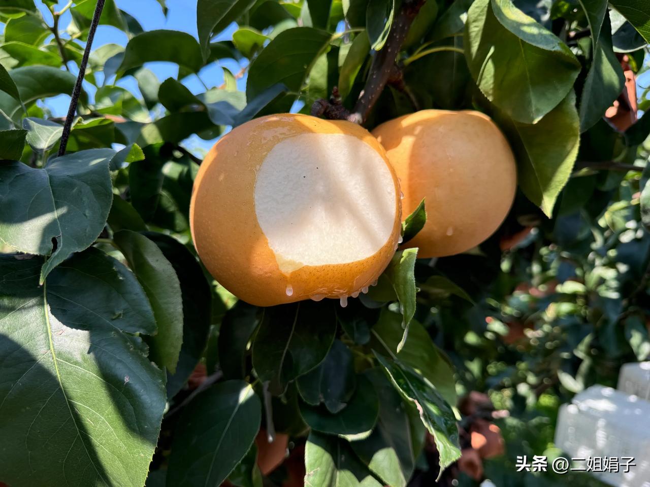 秋天吃梨的季节来啦！月是中秋圆，梨是秋月甜[庆祝]