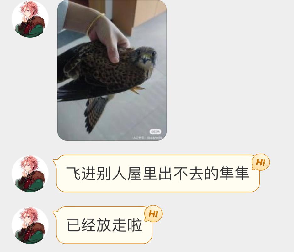 飞屋里的红隼（把握良鸡一脸懵逼的小眼神 ​​​