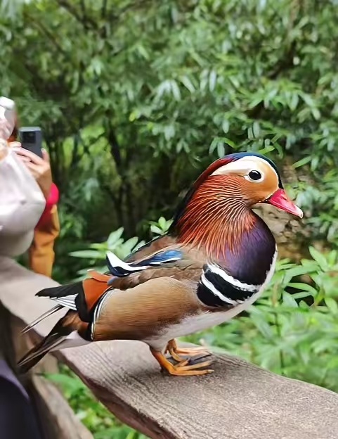 【重庆武隆新晋顶流鸳鸯求赐名】近日，重庆武隆迎来了一对“顶流鸳鸯”，活灵活现。现