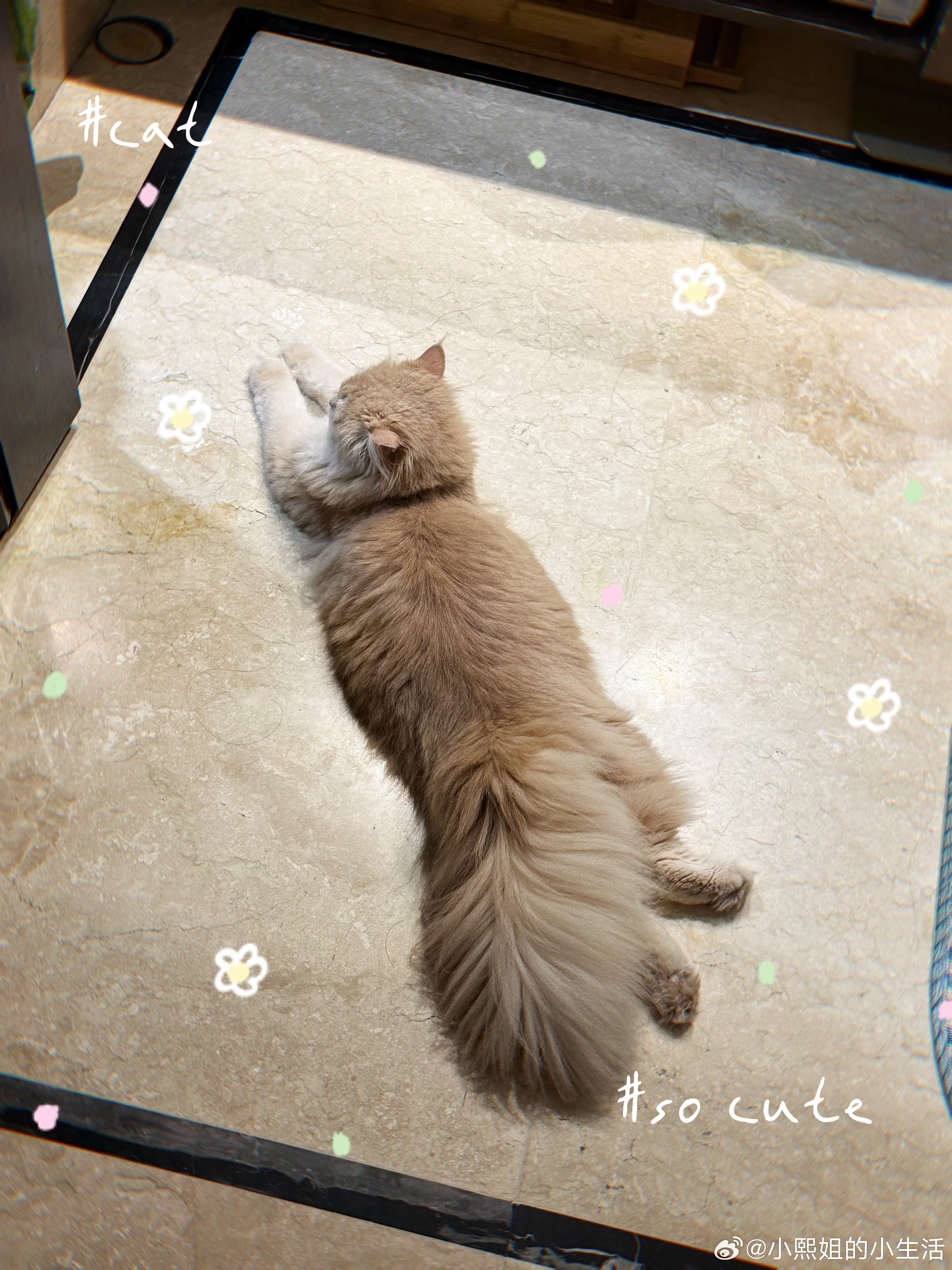 嘿！是我的小猫咪呀😜😜 