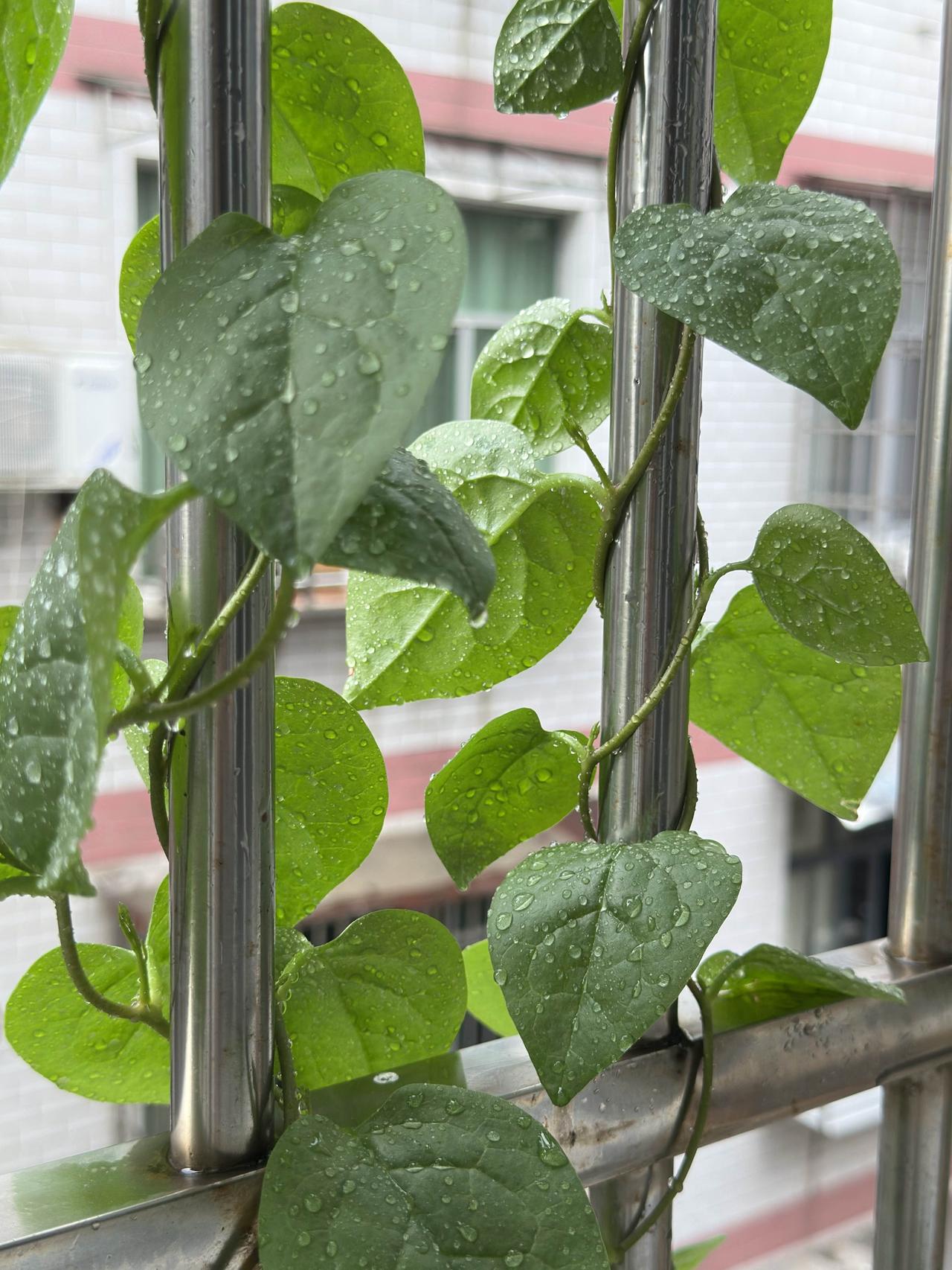 一早下起了大雨，一场秋雨一场凉！穿着短袖子感觉到了明显的凉意，赶紧套上长袖子。妹