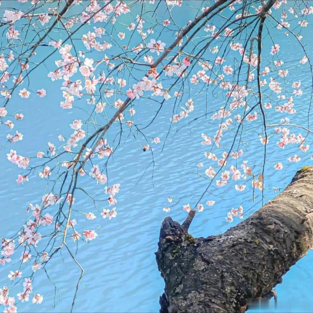 背景图推荐。 