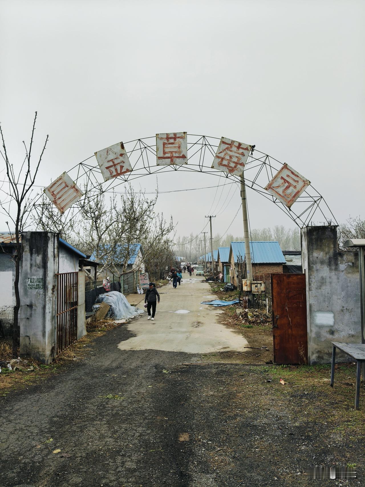 今天上午去采摘草莓了，那体验简直太美妙！
走进草莓大棚，一股香甜的气息扑面而来，