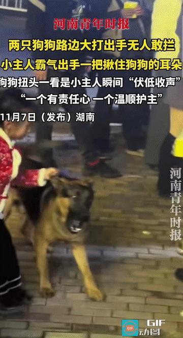 “这小主人太霸气了!”湖南，大街上，两只狗狗不知何故在路边“大打出手”，龇牙咧嘴