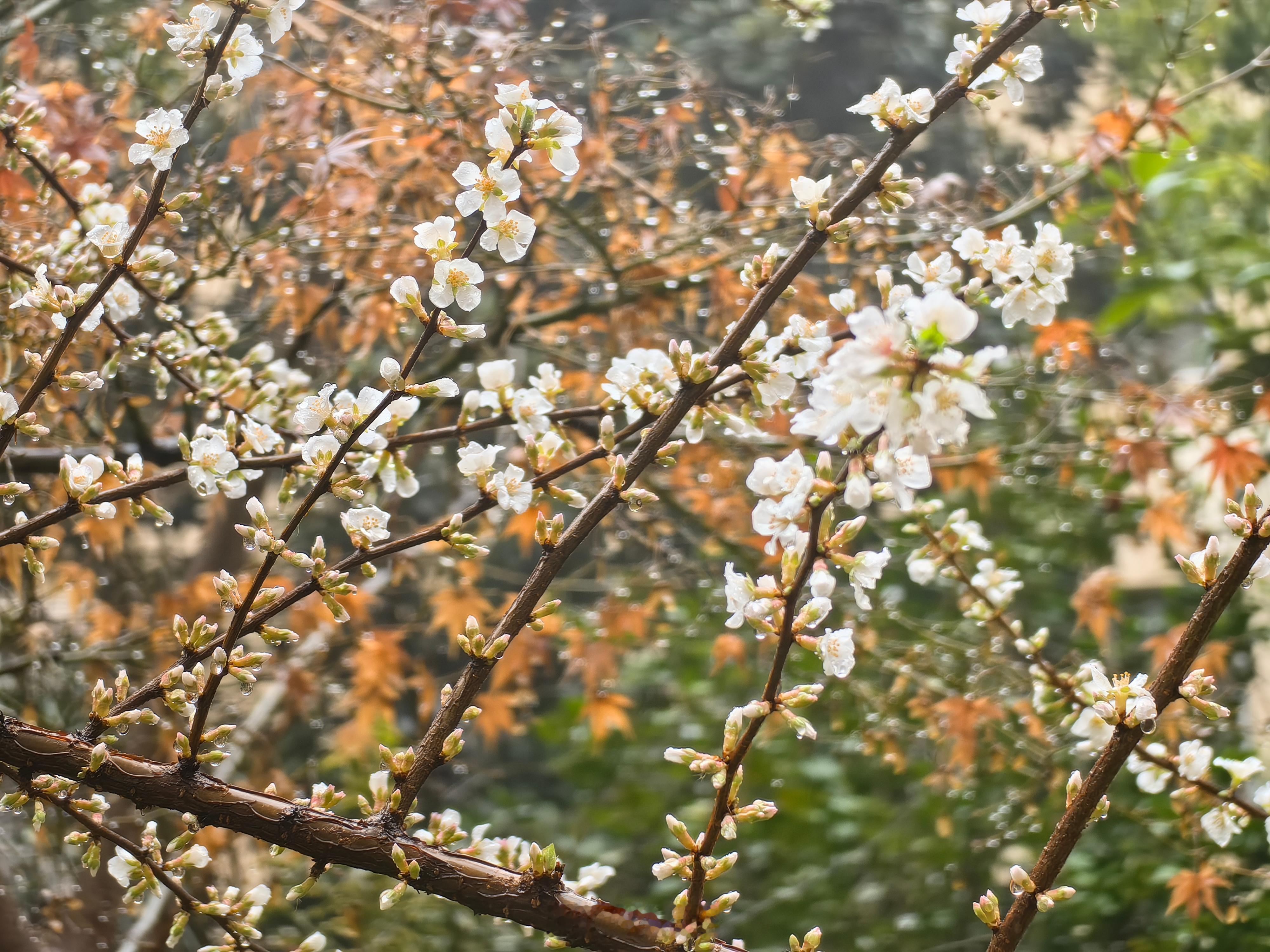 忽如一夜春风来，千树万树(  )花开。毛樱桃？李？野杏？前几年移栽的。南京  ​